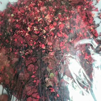 12pcs Sušené Stlačí Červené Tang Songya Stoniek kvetov Rastlín Herbarium Pre Šperky Pohľadnicu Telefón Prípade Záložku Pozvánka urob si sám