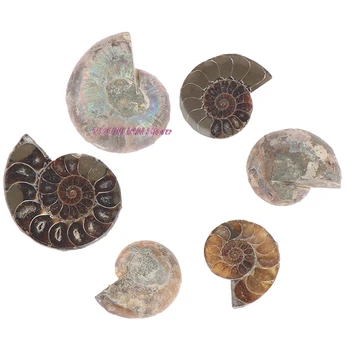 Polovica Gesneden Conch Fossielen Ammoniet Shell Kunst Verzamelen Diy Steen Ambachten Domova